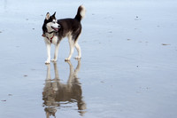 The Dogs